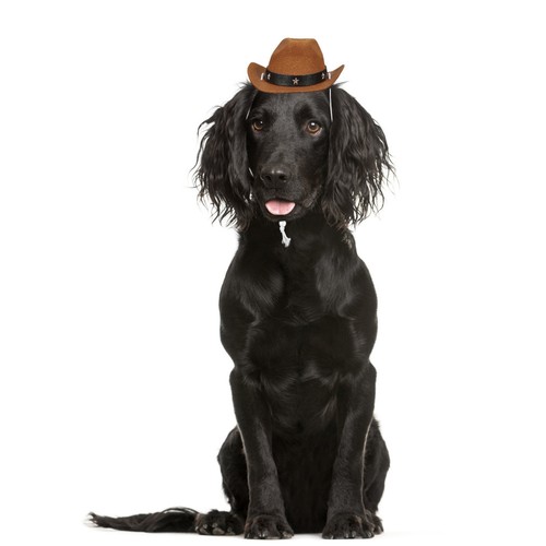 Cappello per cani - , creativo